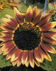 Decoflorall Helianthus Floristan/ Floristan Floristan/ Floristan