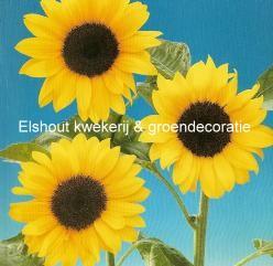 Decoflorall Helianthus Tosca   / Daphne - 250 zaden Helianthus Tosca