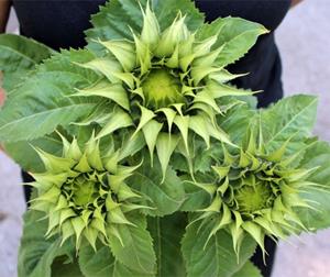 Decoflorall Helianthus SunFill Green F1 kleinverpakking Zonnebloemzaden