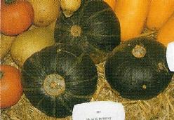 Decoflorall Black forest kabocha - 50 zaden Black forest kabocha