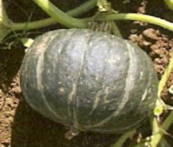 Decoflorall Supreme Delight F1 kabocha Supreme Delight F1 kaboch