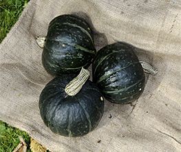 Decoflorall Alligator F1 Kabocha Kabocha