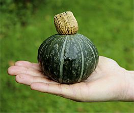 Decoflorall Shokichi Shiro Green F1  Kabocha