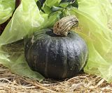 Decoflorall Kabocha BSPL01 F1 Groen  Kabocha BSPL01 F1