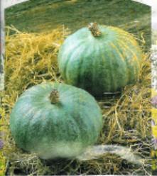 Decoflorall Blue kuri - 1000 zaden Blue kuri