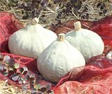Decoflorall Kabocha Silver Bell - basiseenheid Kabocha Silver Bell