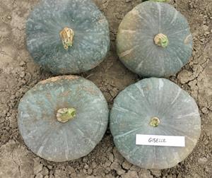 Decoflorall Giselle F1 eetpompoen 1000 Kabocha grijs