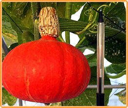 Decoflorall Shokichi Shiro Red F1  Kabocha