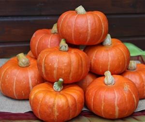 Decoflorall Marmito F1 Kabocha Buttercup