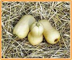 Decoflorall Avelon Premium - 1000 zaden Avelon Premium