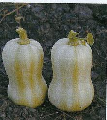 Decoflorall Bugle - 50 zaden Bugle