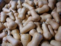 Decoflorall Butterboy F1  - 250 zaden Butterboy F1
