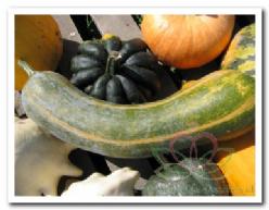 Decoflorall Longue de Nice - 50 zaden Longue de Nice