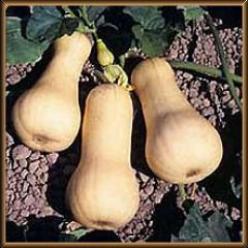 Decoflorall Waltham Butternut - 1000 zaden Waltham Butternut