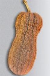 Decoflorall Violina  butternut Violina˜˜butternut