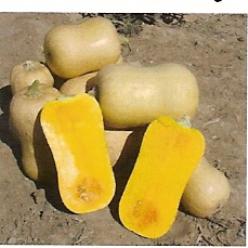 Decoflorall Sunset Butternut Sunset Butternut
