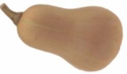 Decoflorall Ponca Butternut - 250 zaden Ponca Butternut