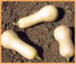 Decoflorall Chief F1  - 50 zaden Chief F1