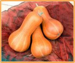 Decoflorall Beja Butternut - 50 zaden Beja Butternut