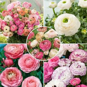 Plant in a Box Ranunculus - Mix Van 40 - Ranunculus Bloembollen