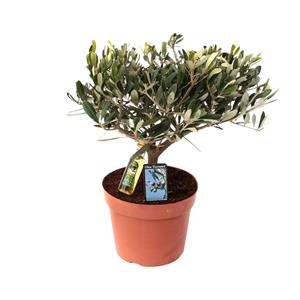 Olea olijf olea olijf - ø15 - ↨35cm