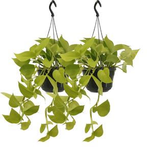 Everspring Epipremnum golden pothos 2x epipremnum golden pothos  - scindapsus - 25cm - ø15