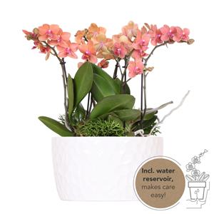 Everspring Kolibri orchids | oranje plantenset in honey dish incl. Waterreservoir | drie oranje orchideeën bolzano 9cm en drie groene planten rhipsalis | jungle bouque