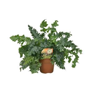 Everspring Phlebodium davana - ø17cm - ↑↓f45cm ø17cm - ↑↓f45cm