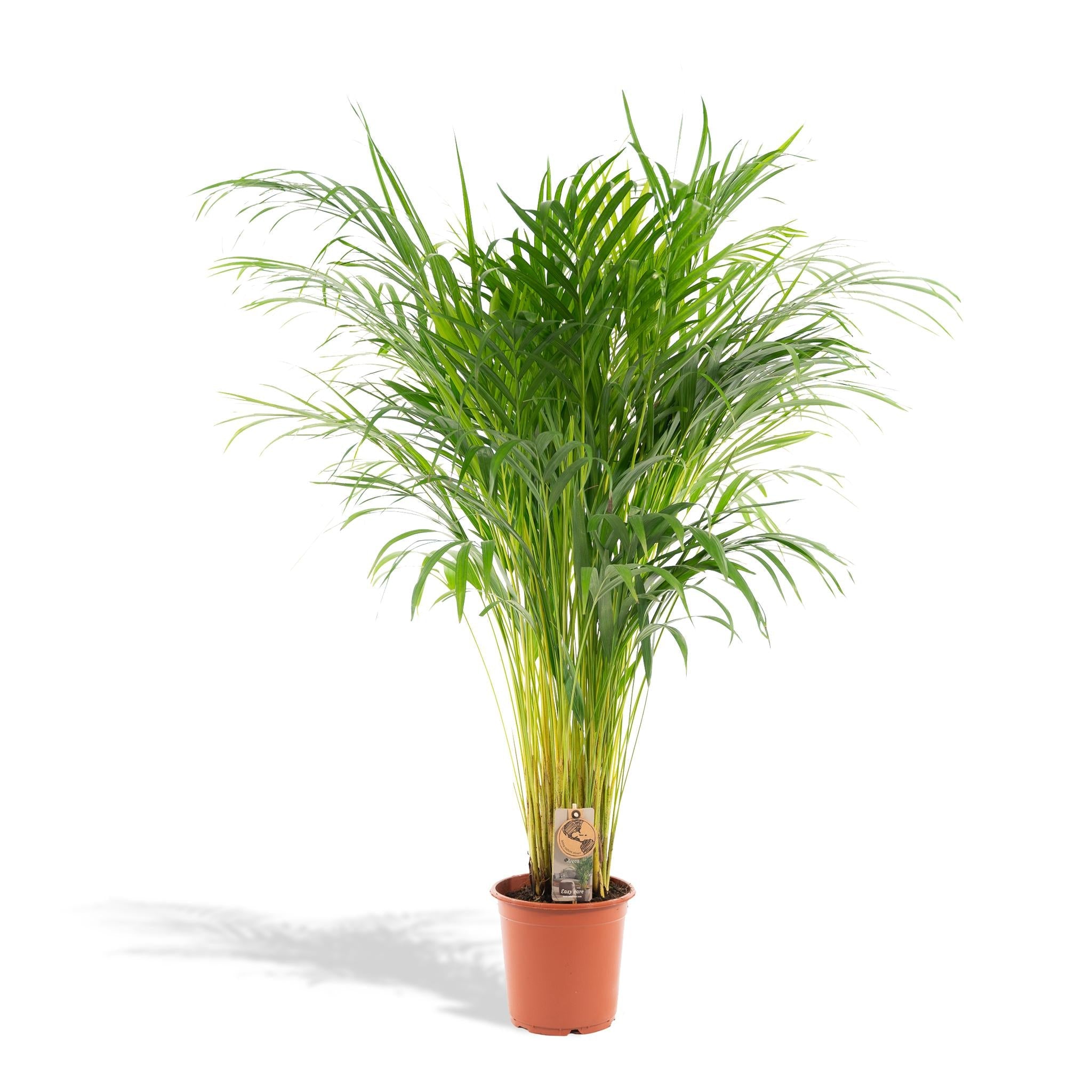 Everspring Areca palm - luchtzuiverend, vers van de kweker - 110cm - ø21cm