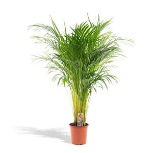 Everspring Areca palm - luchtzuiverend, vers van de kweker - 110cm - ø21cm