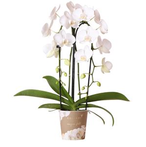 Everspring Kolibri orchids | witte phalaenopsis orchidee - niagara fall  - potmaat ø12cm | bloeiende kamerplant - vers van de kweker kolibri orchids | witte phalaeno