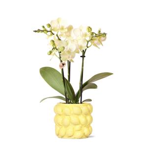 Everspring Gele phalaenopsis orchidee - mexico - potmaat ø9cm | bloeiende kamerplant - vers van de kweker kolibri orchids | gele phalaenopsis orchidee - mexico + citrus sierpot y