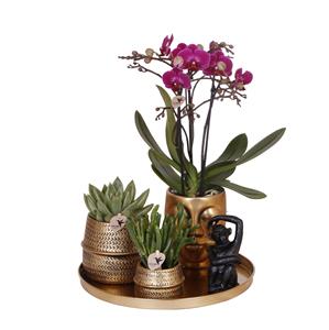 Everspring Kolibri orchids | paarse phalaenopsis orchidee - morelia - potmaat ø9cm | bloeiende kamerplant - vers van de kweker kolibri company | gift set hotel chic&