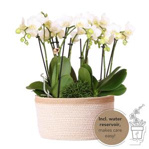 Everspring Witte plantenset in cotton basket incl. Waterreservoir | drie witte orchideeën amabilis 9cm en drie groene planten rhipsalis | jungle bouquet wit met zelfvoorzienend wat
