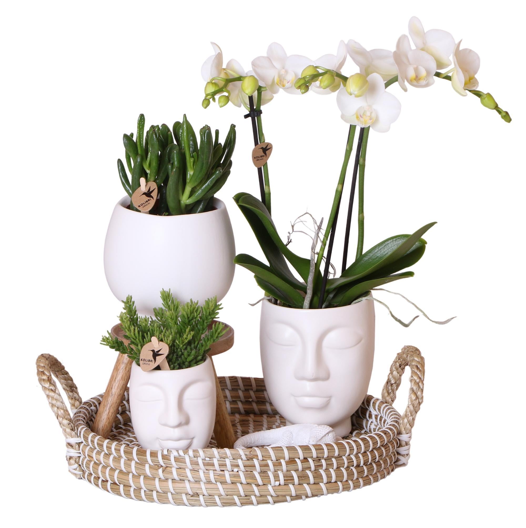 Colibri Orchidées - Set complet de plantes Face-2-Face blanc - Plantes vertes avec orchidée Phalaenopsis blanche dans un pot décoratif blanc Scandic