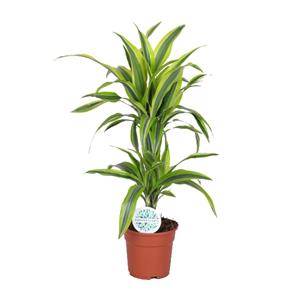Everspring Dracaena lemon lime - ø17cm - ↑↓f65cm