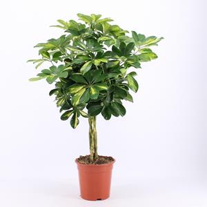 Everspring Schefflera arboricola gold capella - ø19cm - ↑↓f75cm