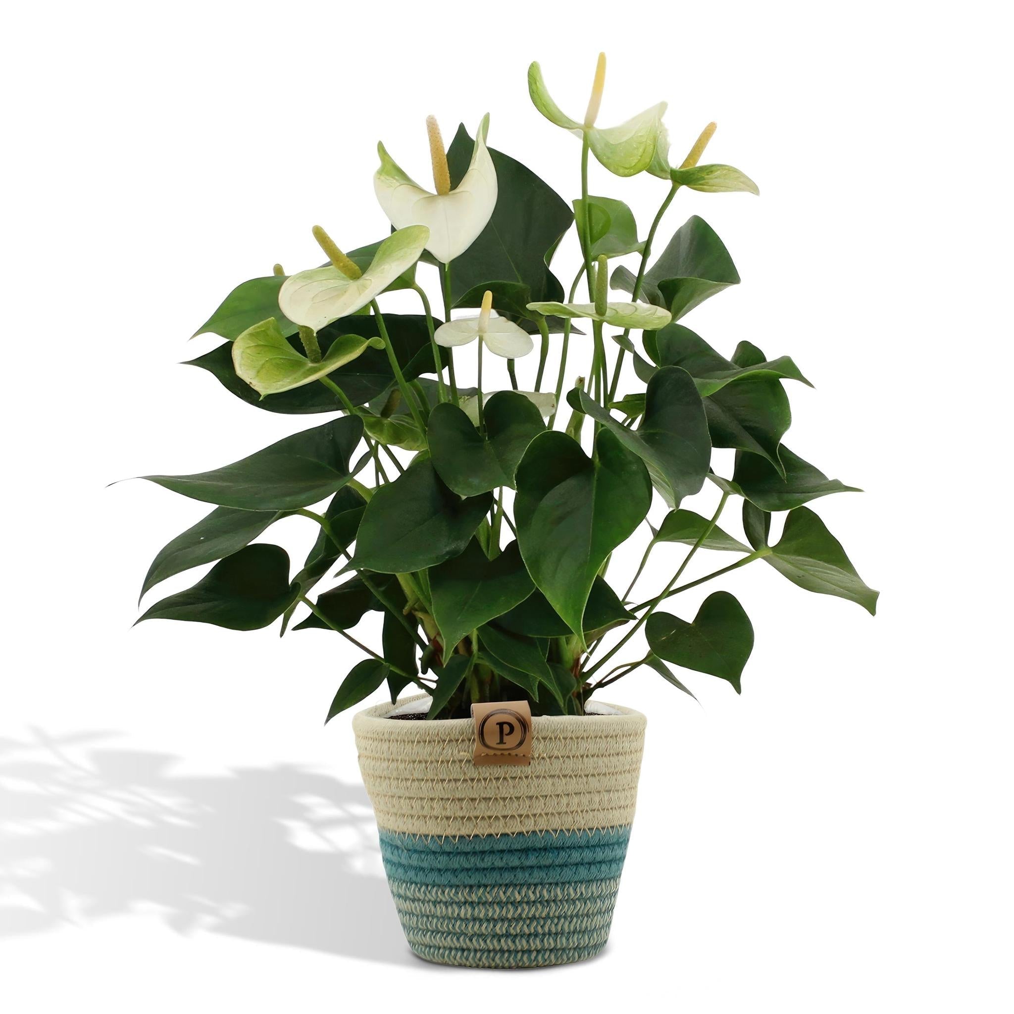 Everspring Anthurium andreanum namora incl. Pure mand - ø12cm ↑↓f45cm - luchtzuiverend, vers van de kweker