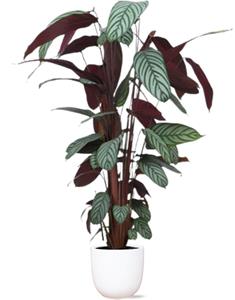 Everspring Ctenanthe oppenheimiana - ø27cm - ↑↓f150cm  in boule wit pot