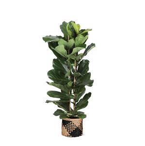 Everspring Ficus lyrata - ø27cm - ↑↓f140cm  in albury black print mand