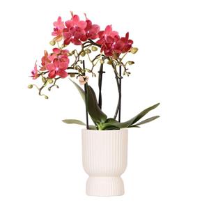 Everspring Kolibri orchids | rode phalaenopsis orchidee - congo + diabolo travertine - potmaat ø9cm | bloeiende kamerplant - vers van de kweker