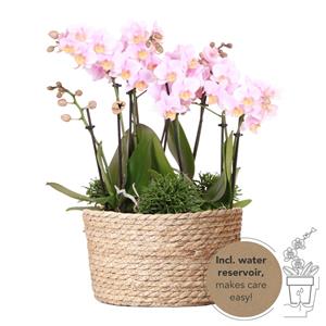 Everspring Roze plantenset in reed basket incl. Waterreservoir | drie roze orchideeën andorra 9cm en drie groene planten rhipsalis | jungle bouquet roze met zelfvoorzienend waterre