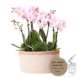Everspring Roze plantenset in cotton basket incl. Waterreservoir | drie roze orchideeën andorra 9cm en drie groene planten rhipsalis | jungle bouquet roze met zelfvoorzienend water