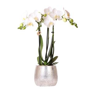 Everspring Kolibri orchids | witte phalaenopsis orchidee - amabilis - potmaat ø9cm | bloeiende kamerplant - vers van de kweker kolibri orchids | witte phalaenopsis o
