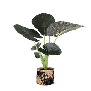 Everspring Alocasia regal shield ø21cm - ↑↓f100cm in albury black mand