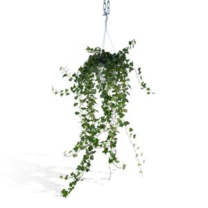 Everspring Hedera wonder green hang - klimop - 70cm - ø17