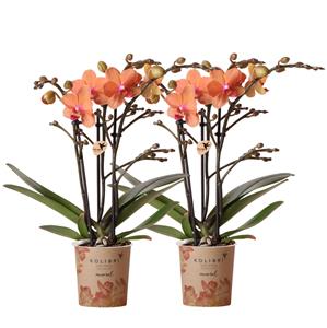 Everspring Phalaenopsis orchideeën - combi deal van 2 oranje- bolzano - potmaat ø9cm  bloeiende kamerplant - vers van de kweker