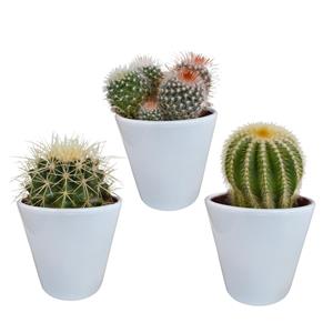 Bolcactus mix 8,5 cm | 3 stuks bolcactus mix 8,5 cm | 3 stuks - in witte pot