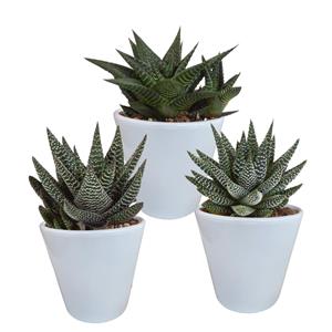 Everspring Gasteria/haworthia mix 8,5cm gasteria/haworthia mix 8,5cm - 3x - in witte pot
