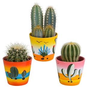 Cactus mix 8.5 cm cactus mix 8.5 cm - 3x - in mexicaanse pot
